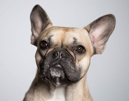 Portrait Hund Bijou