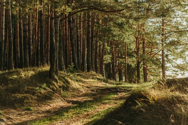 Blogbeitrag: Greenwashing-Verbot ab 2026: Neue Anforderungen an Nachhaltigkeitswerbung